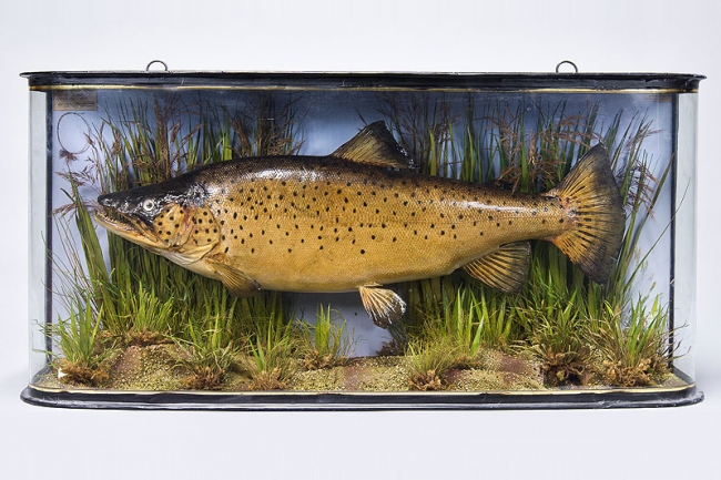 A 19th century taxidermy cased Trout by John Copper & Sons. Price realised £1,000.