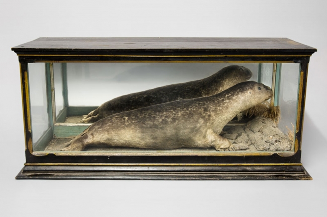 A 19th century taxidermy Seal mounted in an ebonised and gilt mirrored back display case. Price realised £750.