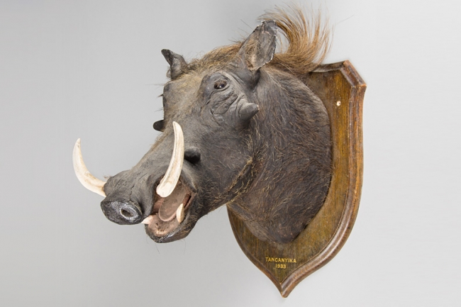 An early 20th century taxidermy Warthog head by Rowland Ward. Price realised £1,150.
