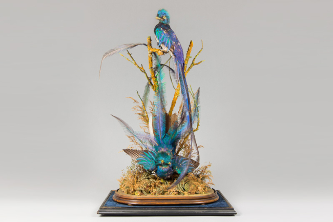 A late 19th century taxidermy diorama of Quetzals. Price realised £3,500.