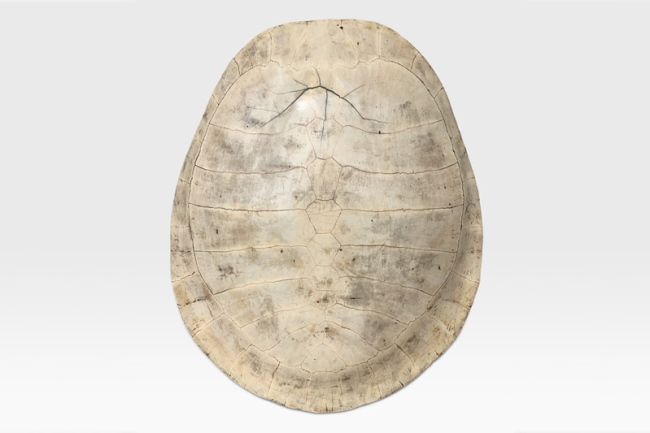An early 19th century giant Amazon River turtle blonde shell. Price realised £1,900.