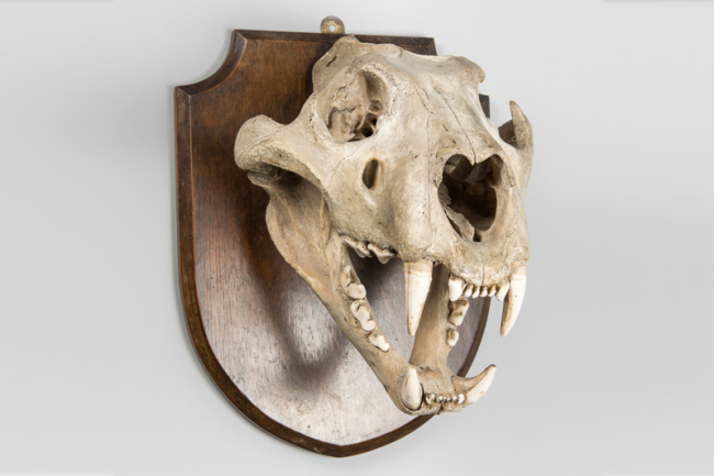 An early 20th century Lion skull by Edward Gerrard & Sons. Price realised £1,100.