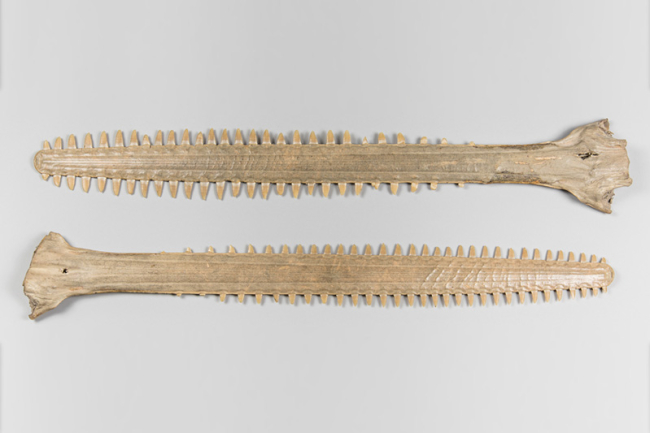 A pair of Victorian Sawfish rostrums. CITES certificates 23GBA10WRL9E1 and 23GBA100XBDSS. Price realised £850.