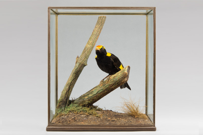 An early 20th century cased taxidermy Regent bowerbird by Rowland Ward. Price realised £1,650.