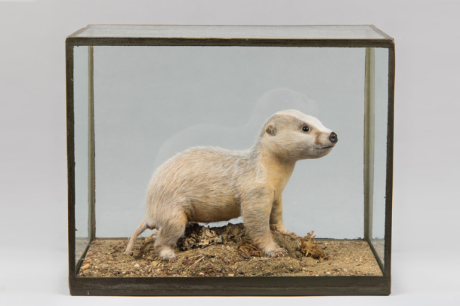 An early 20th century cased taxidermy Badger cub by Rowland Ward. Price realised £1,900.