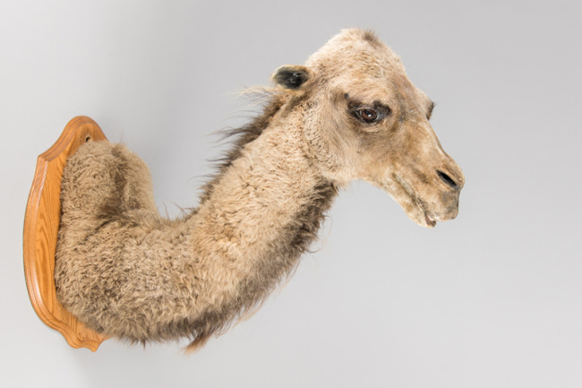 A rare mid-20th century taxidermy Camel head. Price realised £2,000.