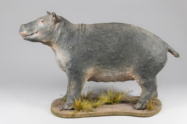 A late 20th century taxidermy Hippopotamus calf upon a naturalistic base. Price realised £2,800.