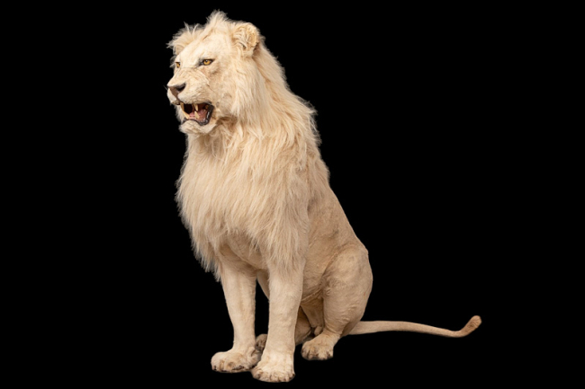 A magnificent late 20th century taxidermy study of a male White lion. Price realised £10,000.