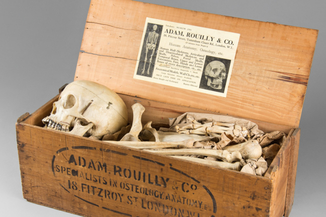 Antique human half skeleton by Adam Rouilly & Co. Price realised £1500.