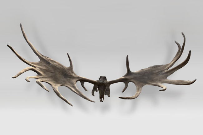 An impressive imitation fossilised 'Irish elk' antlers (Megaloceros giganteus). Price realised £2,500.
