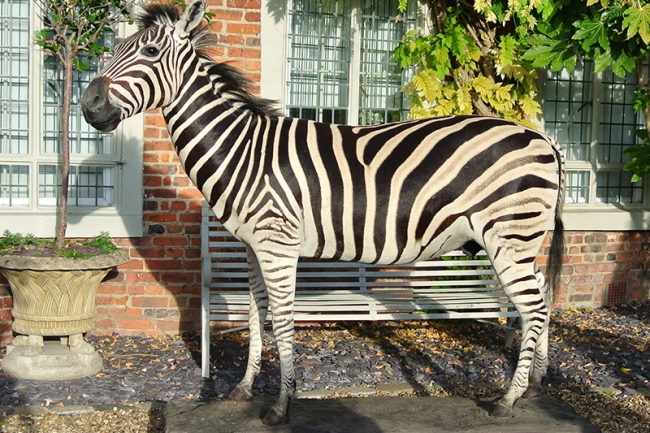 A taxidermy full mount Burchell's zebra. Price realised £4,950.