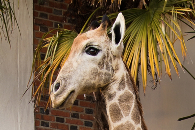 A 13ft tall full mount taxidermy Giraffe. Price realised £12,500.