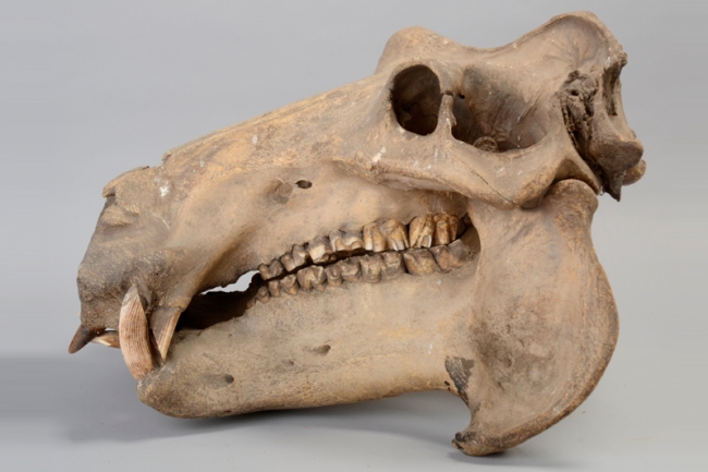 A 19th century Hippopotamus skull from the Regimental Collection of the Queen's Royal Hussars. Price realised £2,500.