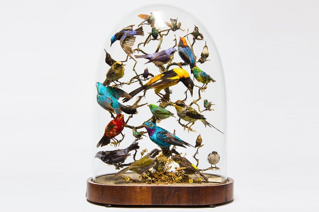 An impressive early 19th century taxidermy display of exotic birds under glass dome. Price realised £1,750.