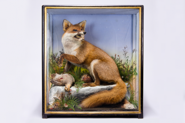 A late 19th century cased taxidermy Fox with Partridge prey by James Hutchings. Price realised £600.