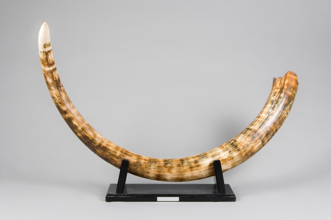 A fine Mammoth tusk from the Devensian glaciation period. Taymyr, Siberia Russia. Price realised £3,800