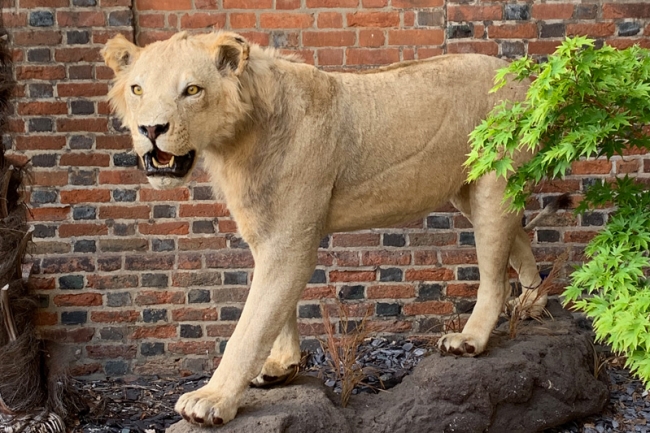 A late 20th century taxidermy study of a male Lion upon a naturalistic base. Price realised £3,900