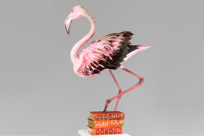 An exceptional taxidermy Greater flamingo pedestal mount. Price realised £3,800.