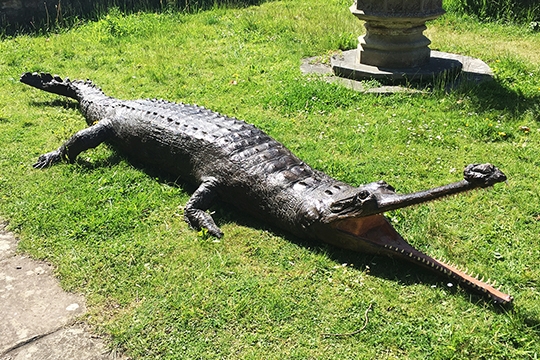 A 13ft victorian taxidermy full mount Gharial. Price realised £5,600.