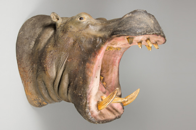 A 20th century taxidermy Hippopotamus head. Price realised £2,900