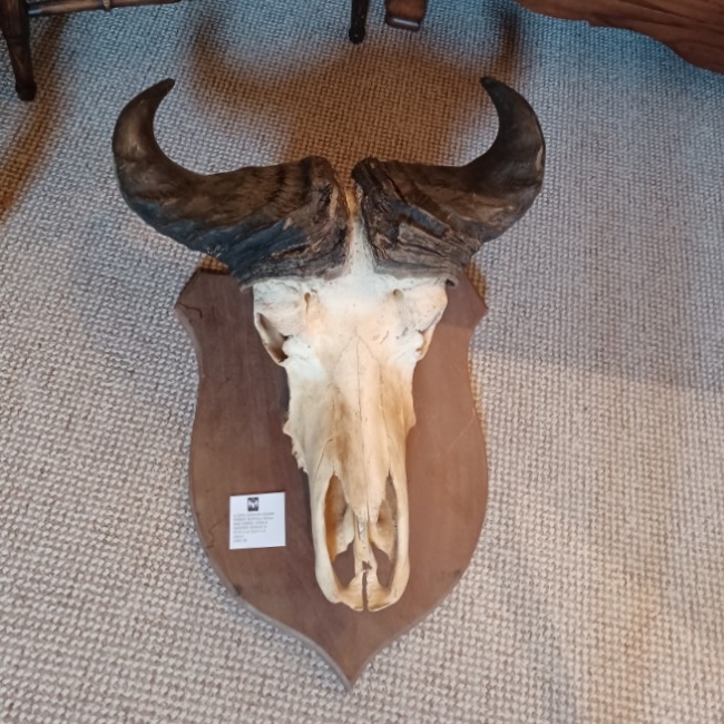 Buffalo Skull & Horns