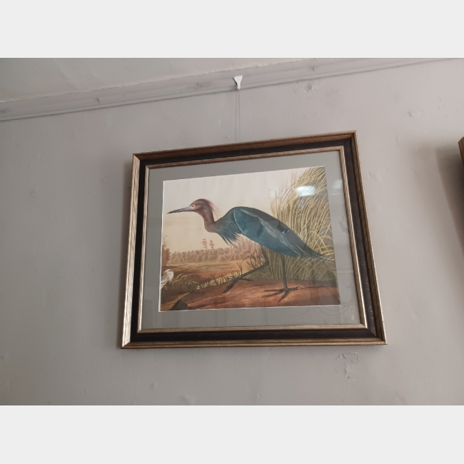 Framed Bird Prints