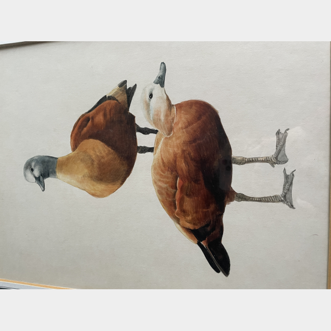 J.L Padera. A 20th Century Spanish watercolour bird study.